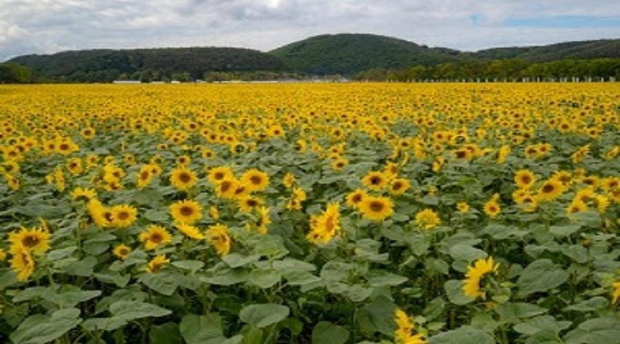 아바시리 칸코 호텔 외부 사진